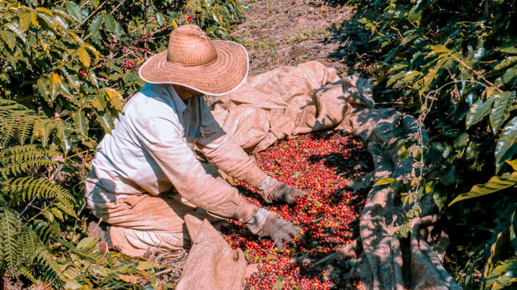 Coffee Production and Harvest